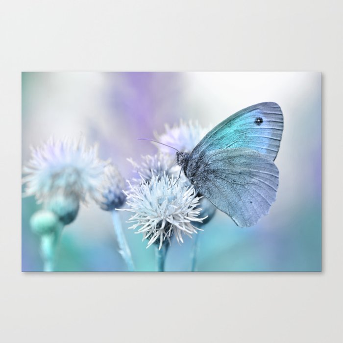 Butterfly blue 71 Canvas Print
