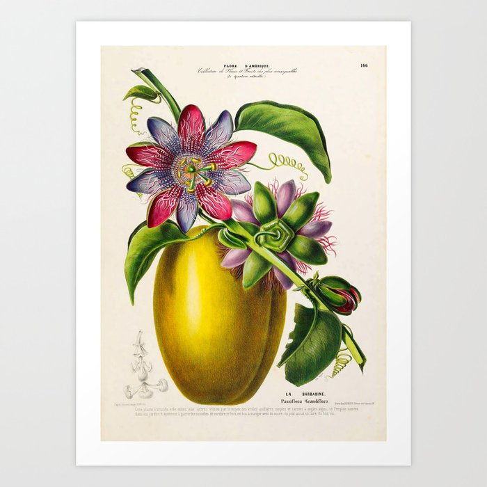 Passionflower and passionfruit from "Flore d’Amérique" by Étienne Denisse, 1840s Art Print
