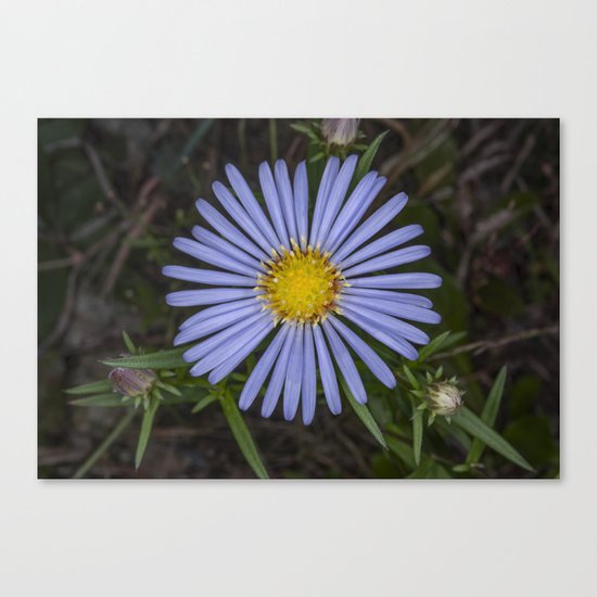 Blue Wildflower Canvas Print