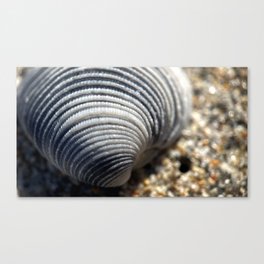 Sea Shell By The Sea Shore Canvas Print