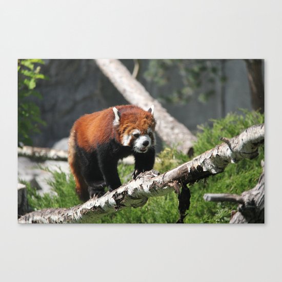 red panda Canvas Print