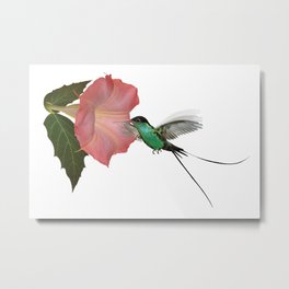 Trumpet Flower & Hummingbird Metal Print | Flower, Jamaica, Red Billed, Streamer Tail, Other, Pink, Trumpet, Hummingbird, Graphicdesign, Digital 