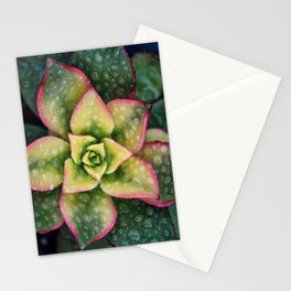 Succulents 8 Stationery Card