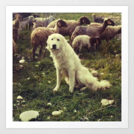 Herding dog, female, south of Israel, scaned sx-70 Polaroid Art Print