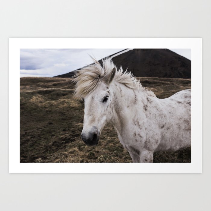 White Icelandic Horse Art Print