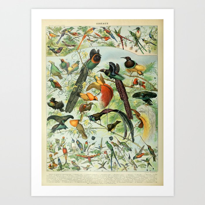 Oiseaux by Adolphe Millot Art Print