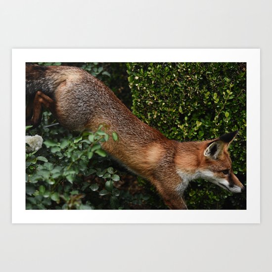 The Quick Brown Fox II Art Print