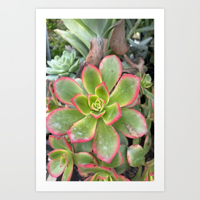 Nature Plant Succulent Vintage Photography Art Print