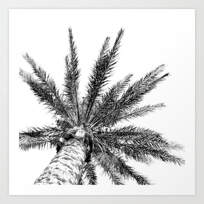 Black and White // Palm Tree Art Print Art Print