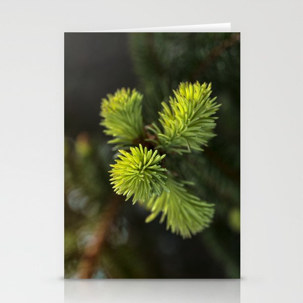New Growth Pine Needles Stationery Cards