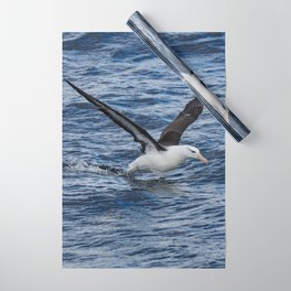 Argentina Photography - Black-browed Albatross Flying Close To The Water Wrapping Paper