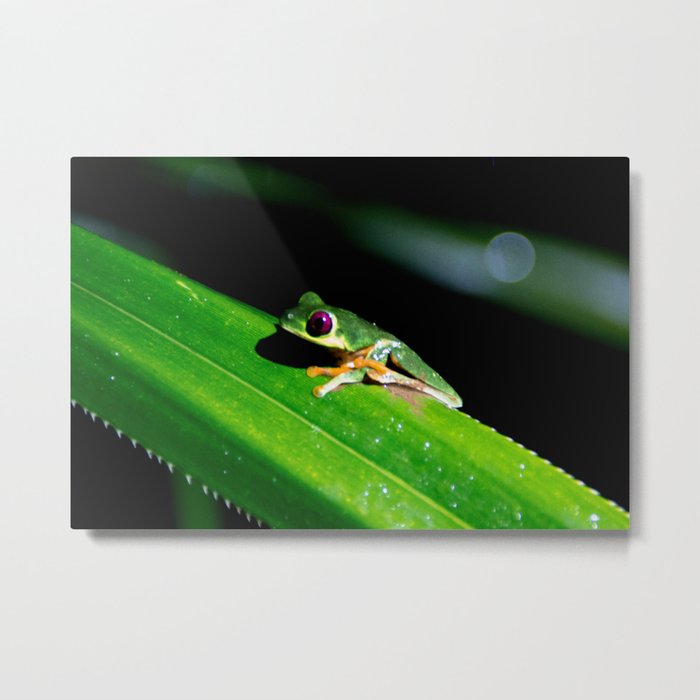 pathway to the red-eyed tree frog Metal Print