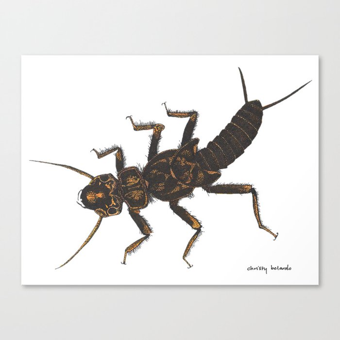 Stonefly Nymph (In-Color) Canvas Print