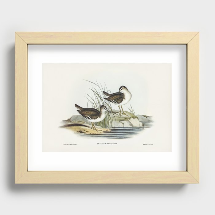 Vintage seabirds Recessed Framed Print