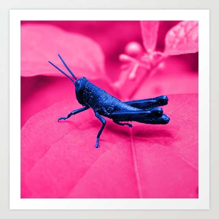 blue grasshopper Art Print