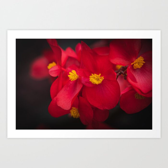 Red Begonia Botanical Art Print