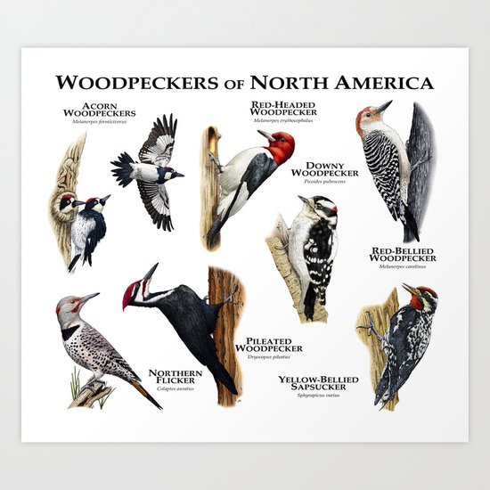 Woodpeckers of North America Art Print by wildlife-art | Society6