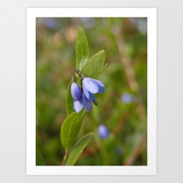 Beautiful small bluebell flower Art Print
