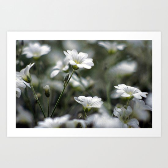 Snow In Summer Art Print