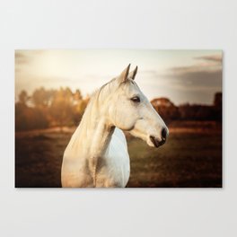 White Horse - Farmhouse - Equine -Photograph Canvas Print