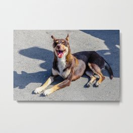 Yawning Dog Metal Print | Photo, Yawningdog, Happydog, Color, Animal, Doginthesunshine, Streetdog, Digital, Straydog 