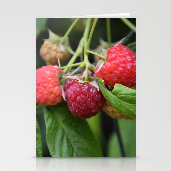 Raspberries Stationery Cards