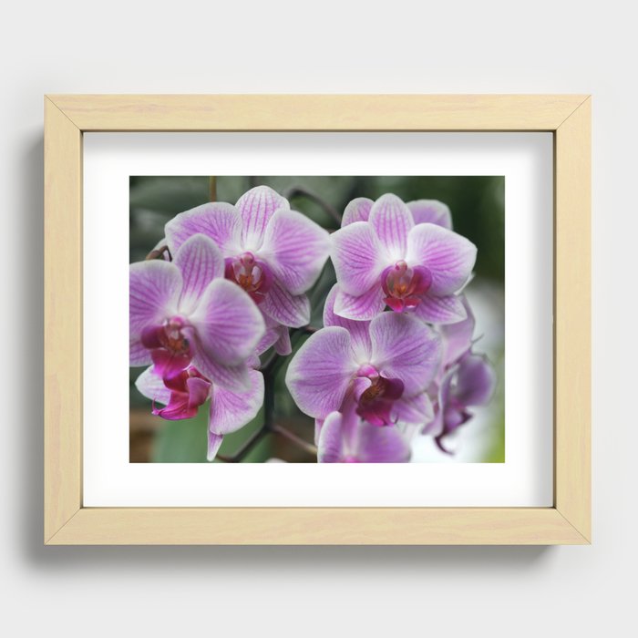 Pink Flowers Recessed Framed Print