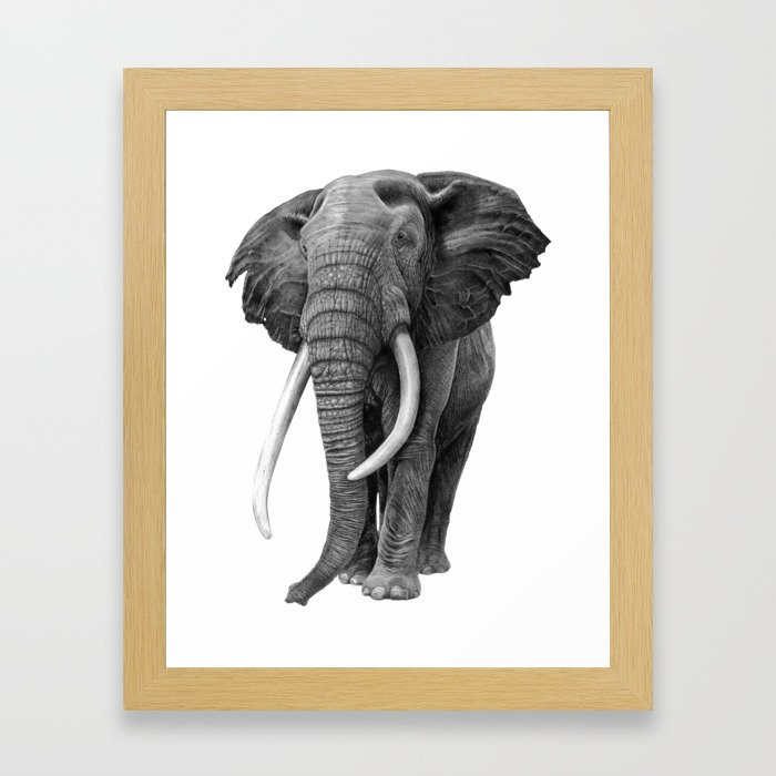 Bull elephant - Drawing in pencil Framed Art Print