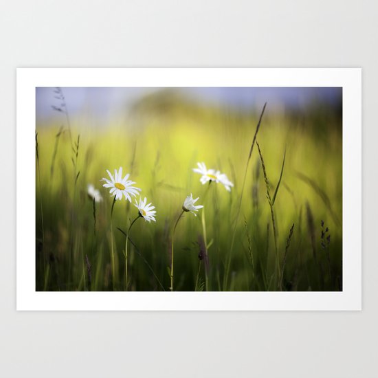Daisy Landscape Art Print