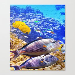 porcupine fish Canvas Print