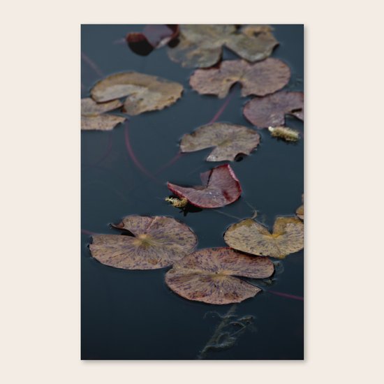 Lilypad Canvas Print