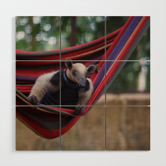 Anteater in a hammock in Costa rica Wood Wall Art