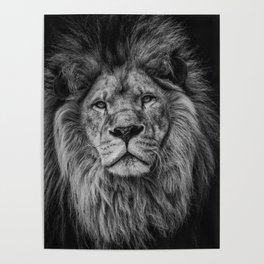 Fierce Lion Poster