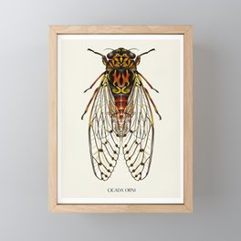 Cicada Orni Bug Framed Mini Art Print