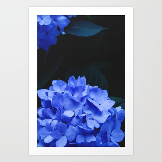 Hydrangeas Art Print