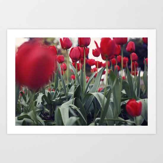 Red Tulips Art Print