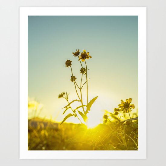 Sunlit Flowers Art Print