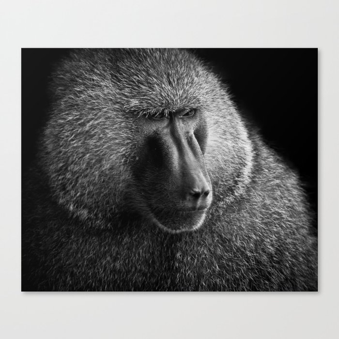 Baboon I Canvas Print