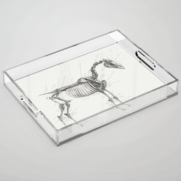 The Anatomy of the Horse Acrylic Tray