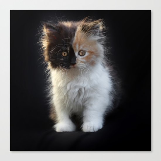 Cutest Kitten Ever Canvas Print