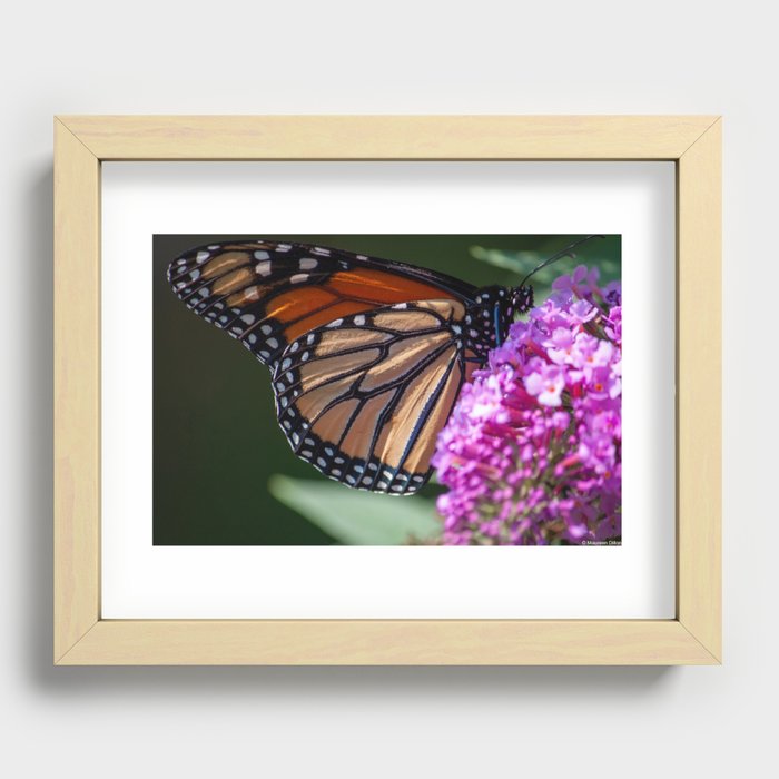 Monarch Butterfly and Flower Recessed Framed Print