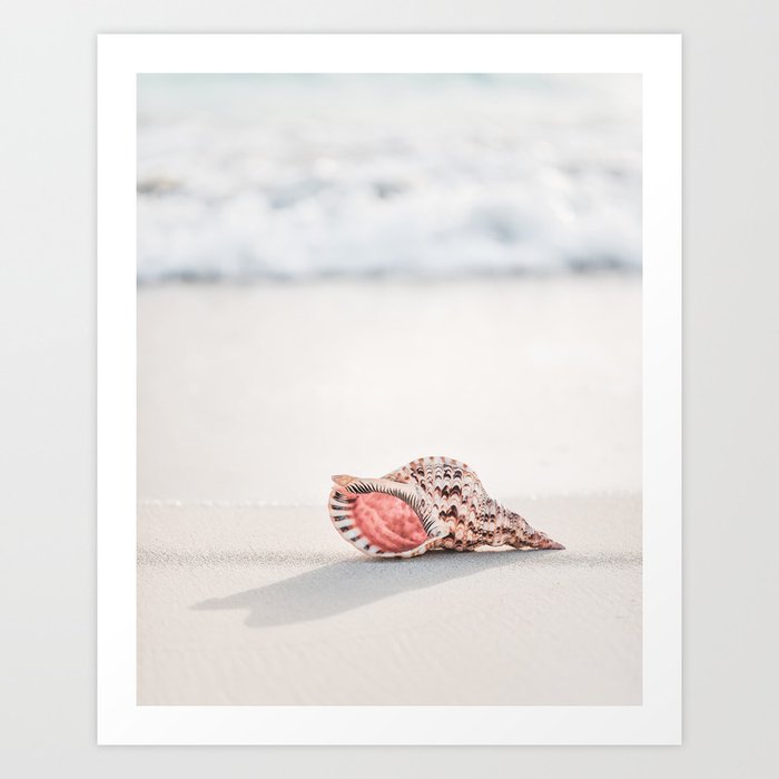 Beach Ocean Shell Art Print