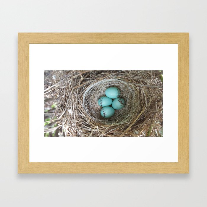 Cardinal bird nest Framed Art Print