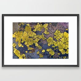 Lichen Abstract Framed Art Print