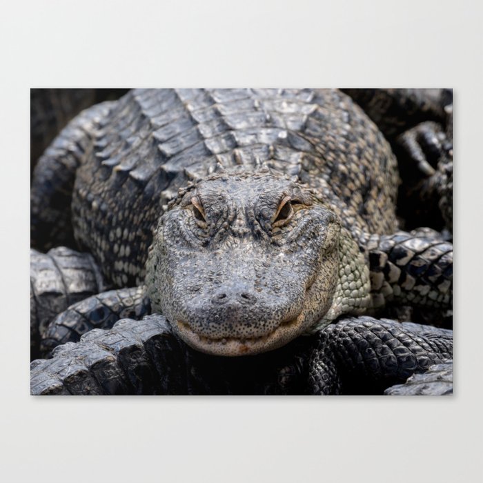 Alligator Portrait Canvas Print