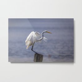 Great Egret Landing Metal Print | Landing, Pole, Animal, Coast, Egret, White, Nature, Wings, Greategret, Photo 