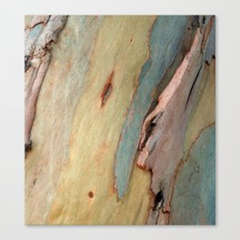 Eucalyptus tree bark Canvas Print
