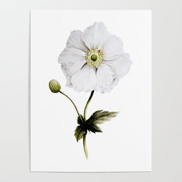 anemone Poster