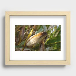 Corn on Stalk Recessed Framed Print