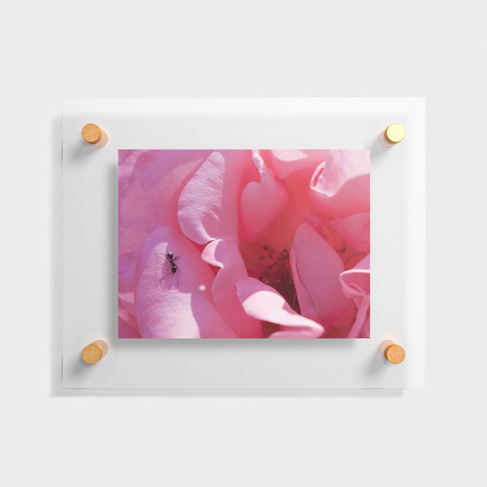 A rose with a friend Floating Acrylic Print